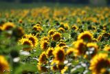 057 gira il sole.JPG